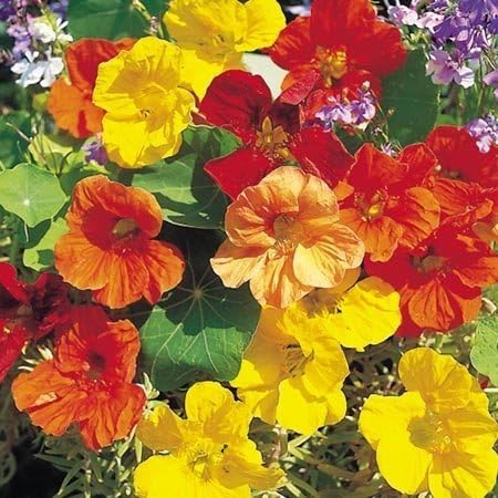 Semillas de flores altas de capuchina (mezcla simple), 50 semillas de reliquia por paquete, semillas de jardín de Isla (semillas de jardín de Isla),