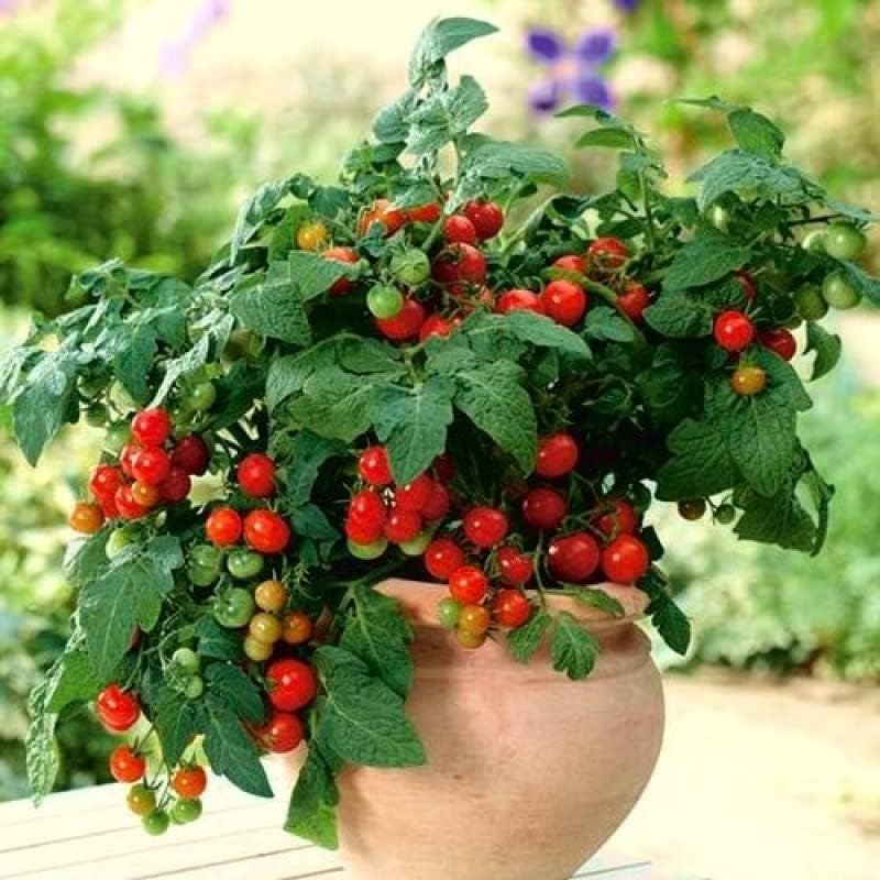 KIRA SEEDS – Tomate rojo de interior – Planta durante todo el año – Vegetales tradicionales – Sin OMG