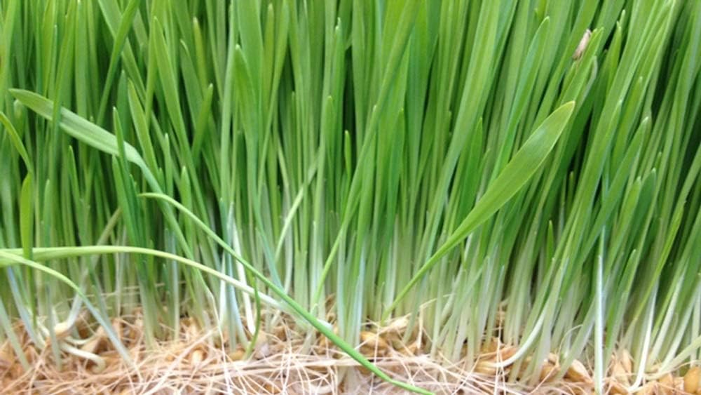 Semillas de pasto de trigo para brotar microverdes, 4 onzas, una rica fuente de vitaminas y minerales y nutrientes que promueven la salud. Marca