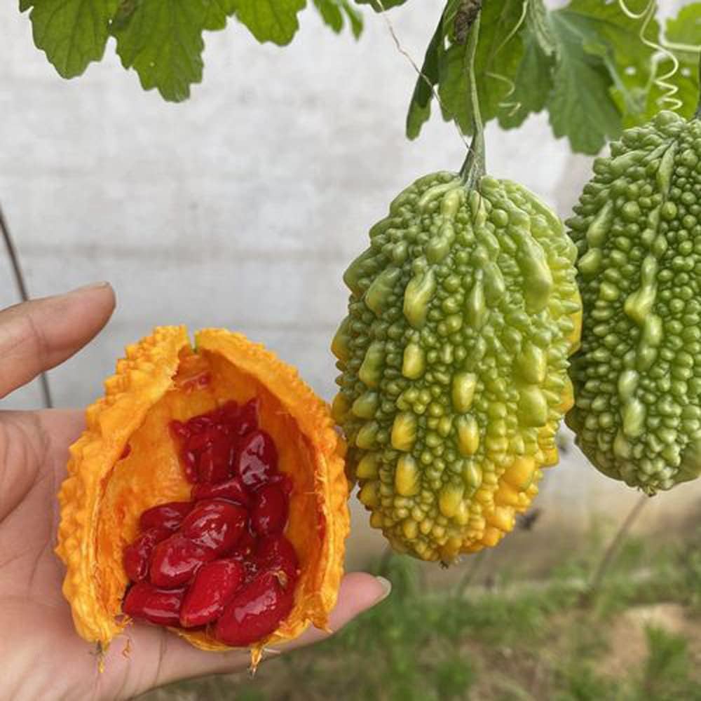 10 semillas Momordica Charantia de melón amargo vid fruta