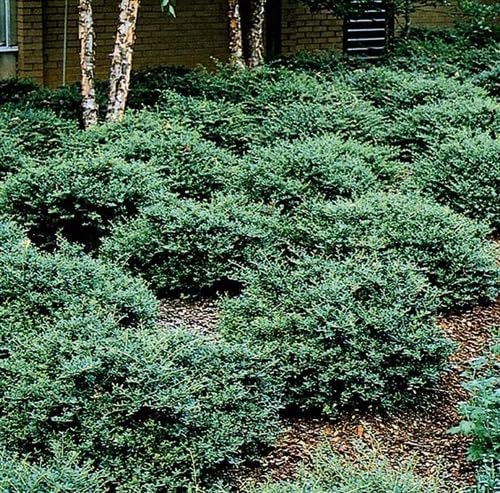 Helleri – Arbusto de acebo  3 plantas vivas I Ilex Cornutal  Árbol de hoja perenne compacto ideal para bordes bajos, jardines formales y