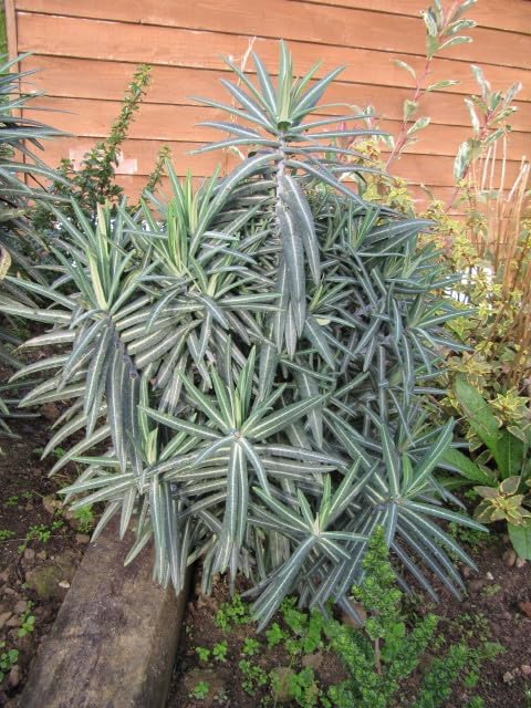 Nuevas semillas frescas de plantas Euphorbia lathyris 100pcs Generic