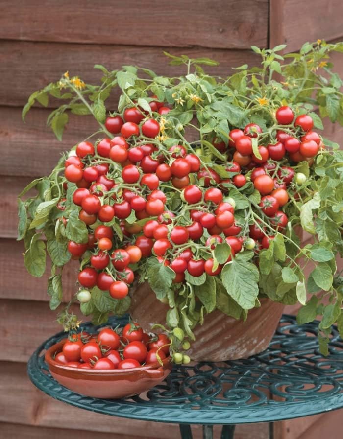 KIRA SEEDS – Tomate rojo de interior – Planta durante todo el año – Vegetales tradicionales – Sin OMG