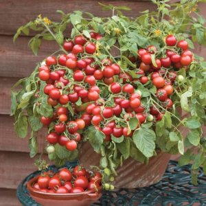 KIRA SEEDS – Tomate rojo de interior – Planta durante todo el año – Vegetales tradicionales – Sin OMG KIRA SEEDS – Tomate rojo de interior – Planta durante todo el año – Vegetales tradicionales – Sin OMG