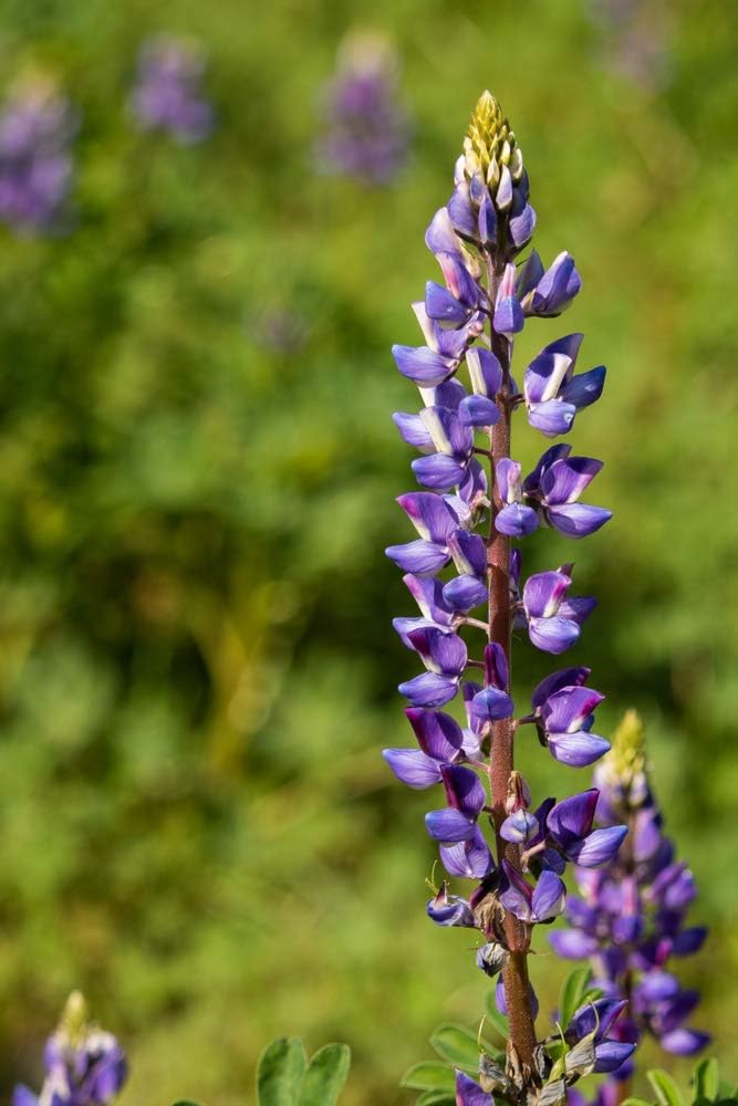 Semillas de flores de altramuz de Arroyo, 100 semillas tradicionales por paquete, semillas sin OMG, nombre botánico Lupinus succulentus, Isla’s