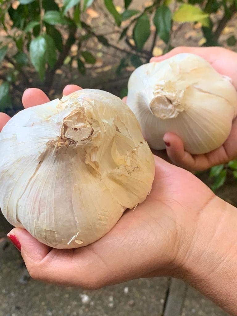 Ajo elefante. Cultivado en California. 2 bombillas enormes. Delicioso sabor más suave, más suave. Ideal para cocinar, comer y plantar. Grandes
