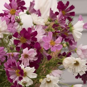 David’s Garden Seeds Flower Cosmos Sea Shells 7775 (Multi) 50 semillas sin OMG, semillas de reliquia David’s Garden Seeds Flower Cosmos Sea Shells 7775 (Multi) 50 semillas sin OMG, semillas de reliquia