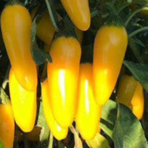 PAPAW’S GARDEN SUPPLY LLC. HELPING THE NEXT GENERATION GROW! Hatch Valley – Semillas de pimiento picante de jalapeño amarillo, sin OMG, 1 paquete de PAPAW’S GARDEN SUPPLY LLC. HELPING THE NEXT GENERATION GROW! Hatch Valley – Semillas de pimiento picante de jalapeño amarillo, sin OMG, 1 paquete de