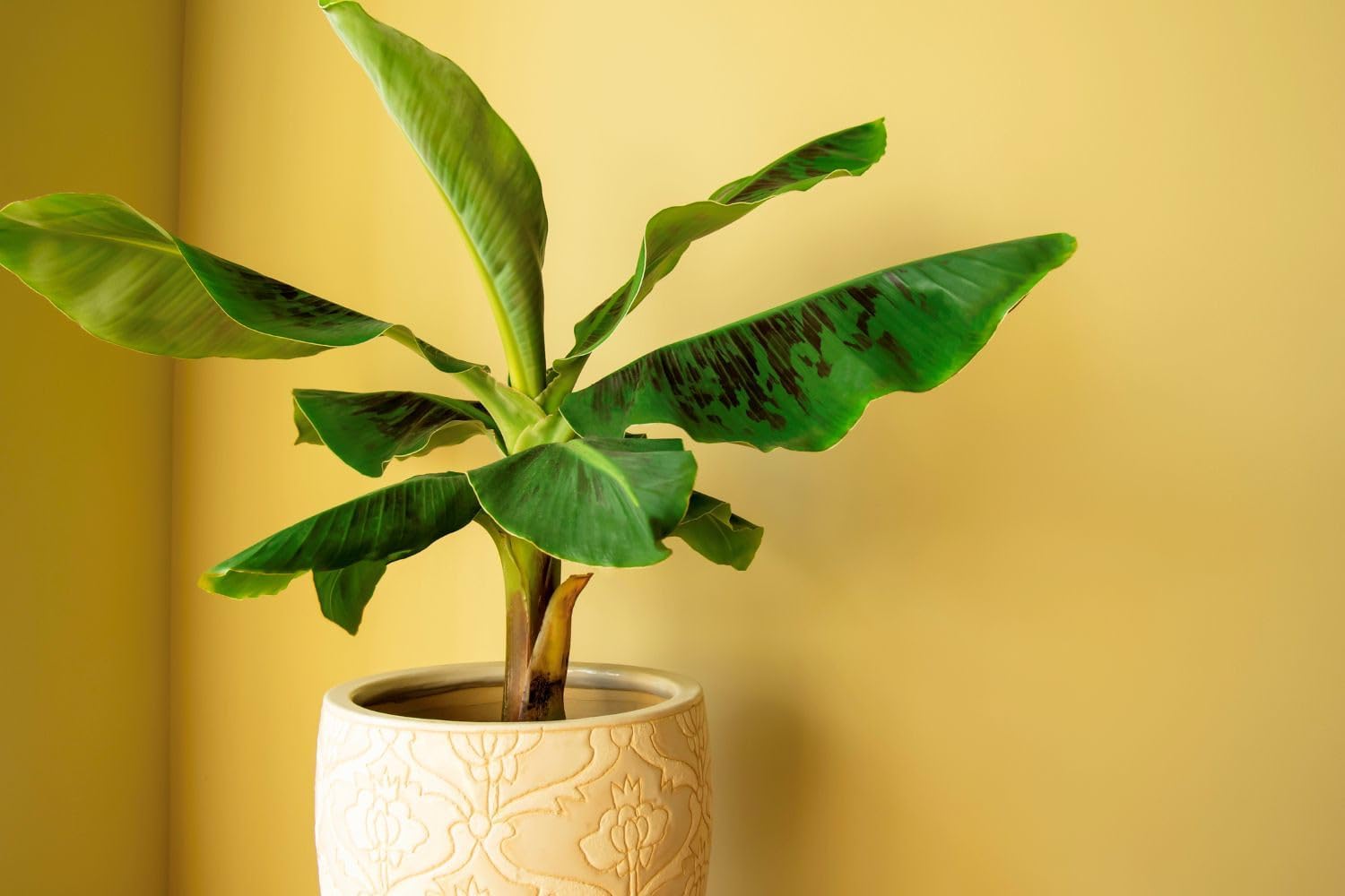 Gardenera Mezcla orgánica de tierra de plátano  1 cuarto de galón  Mezcla rica en nutrientes para un crecimiento robusto y plátanos dulces y jugosos