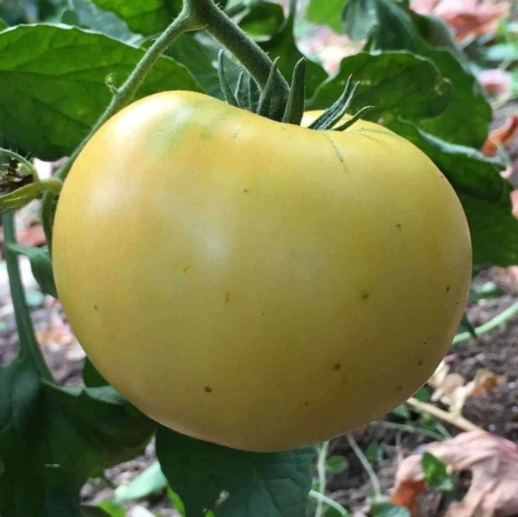 Semillas de tomate “blancas” para plantar, más de 50 semillas tradicionales por paquete, semillas de jardín de Isla (semillas de jardín de Isla),