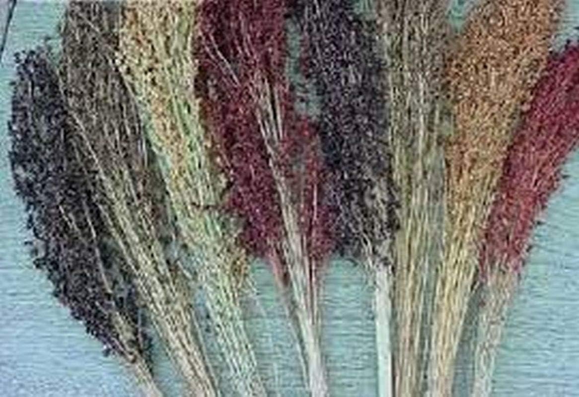 Semillas de maíz de escoba multicolor altos rendimientos de hermosa paja muy hermosa (25 – semillas)