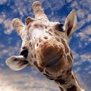 Rompecabezas de 500 piezas de jirafa, divertido rompecabezas de jirafa para amantes de los animales, juguetes educativos regalo para niños y niñas Rompecabezas de 500 piezas de jirafa, divertido rompecabezas de jirafa para amantes de los animales, juguetes educativos regalo para niños y niñas