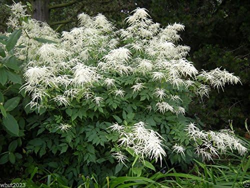 300 semillas de aruncus – Dioicus (Aethusifolius) barba de cabra, las mejores plantas perennes para sombra