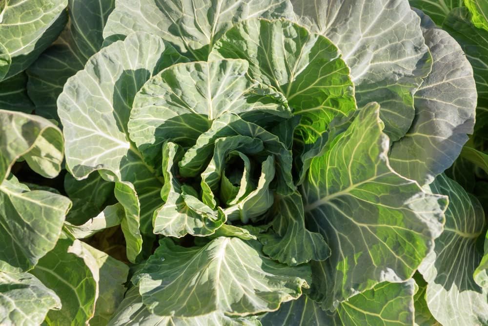 Georgia Southern Collards Seeds para plantar, más de 500 semillas tradicionales por paquete, semillas de jardín de Isla (semillas de jardín de