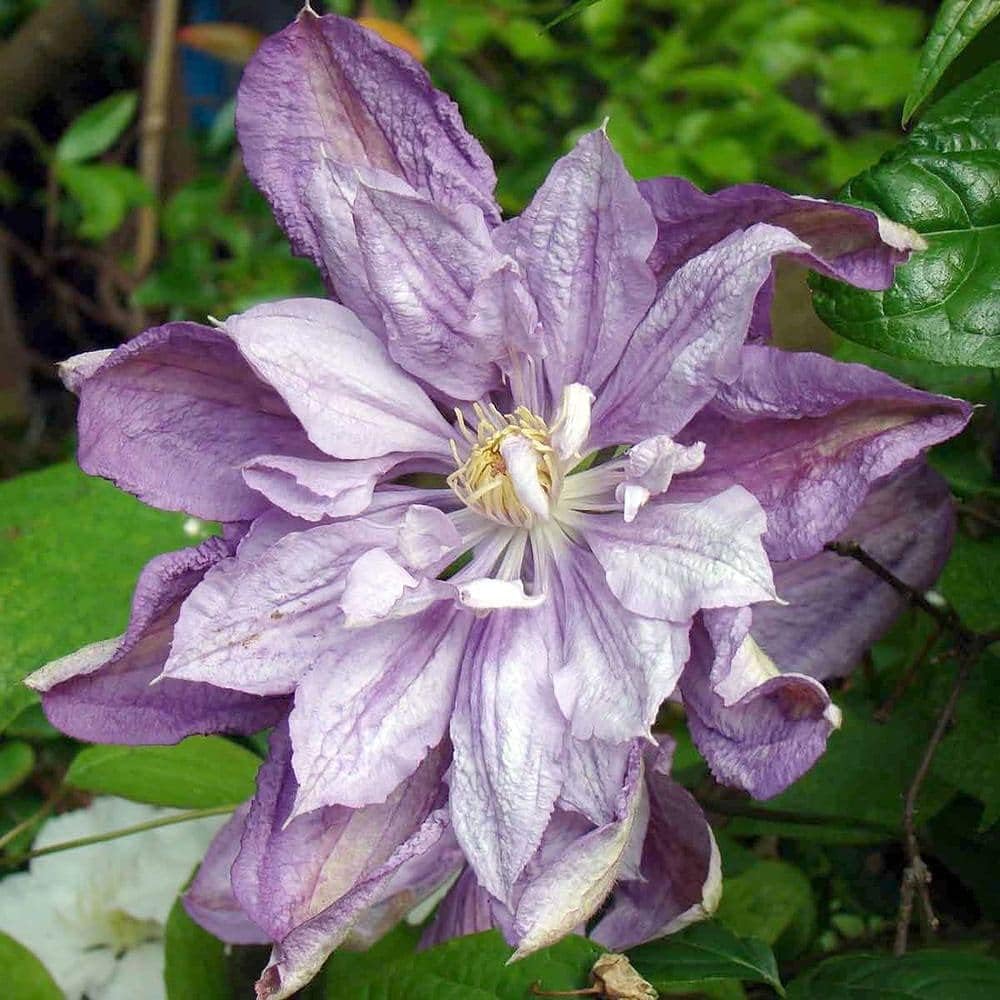 Clematis Proteus – Planta viva en una maceta de cultivo de 4 pulgadas – Clematis ‘Proteus’ – Plantas de inicio listas para el jardín – Hermosa vid