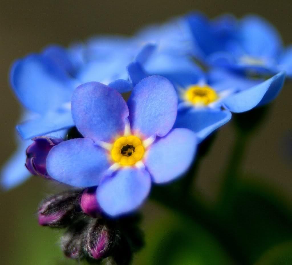 500 Semillas de flores Amabile de Cynoglossum Chinese Forget ME NOT (lengua de sabuesos)