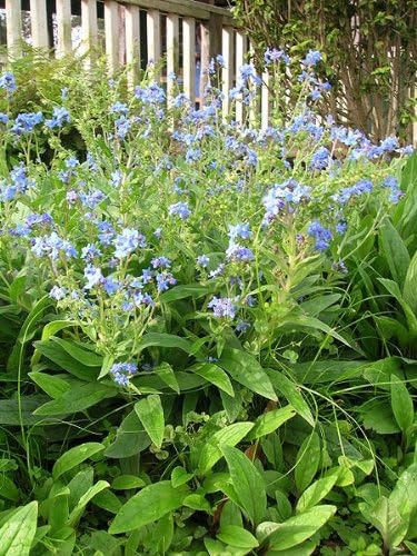 500 Semillas de flores Amabile de Cynoglossum Chinese Forget ME NOT (lengua de sabuesos)