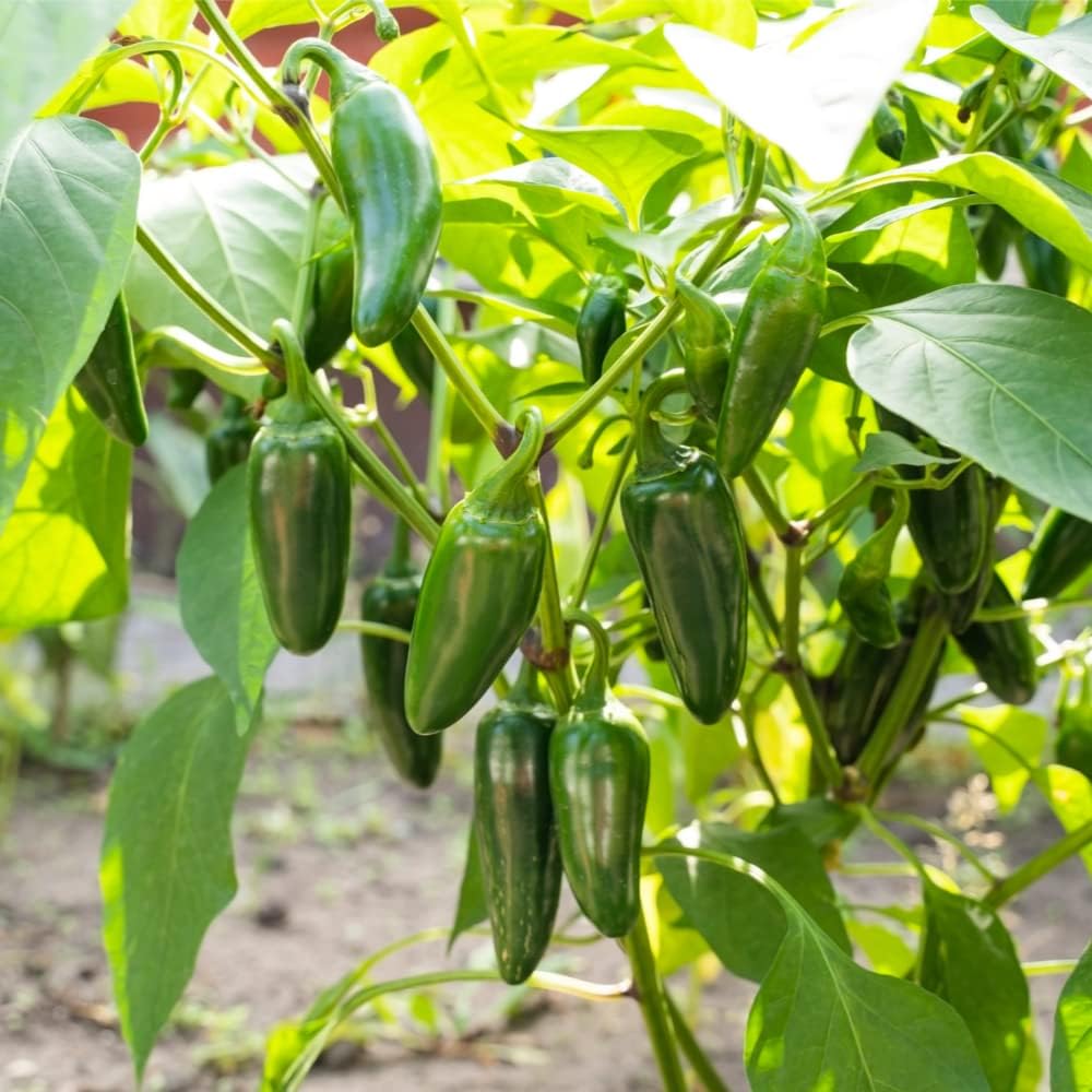 Semillas de Pimiento Jalapeño (150 Semillas)