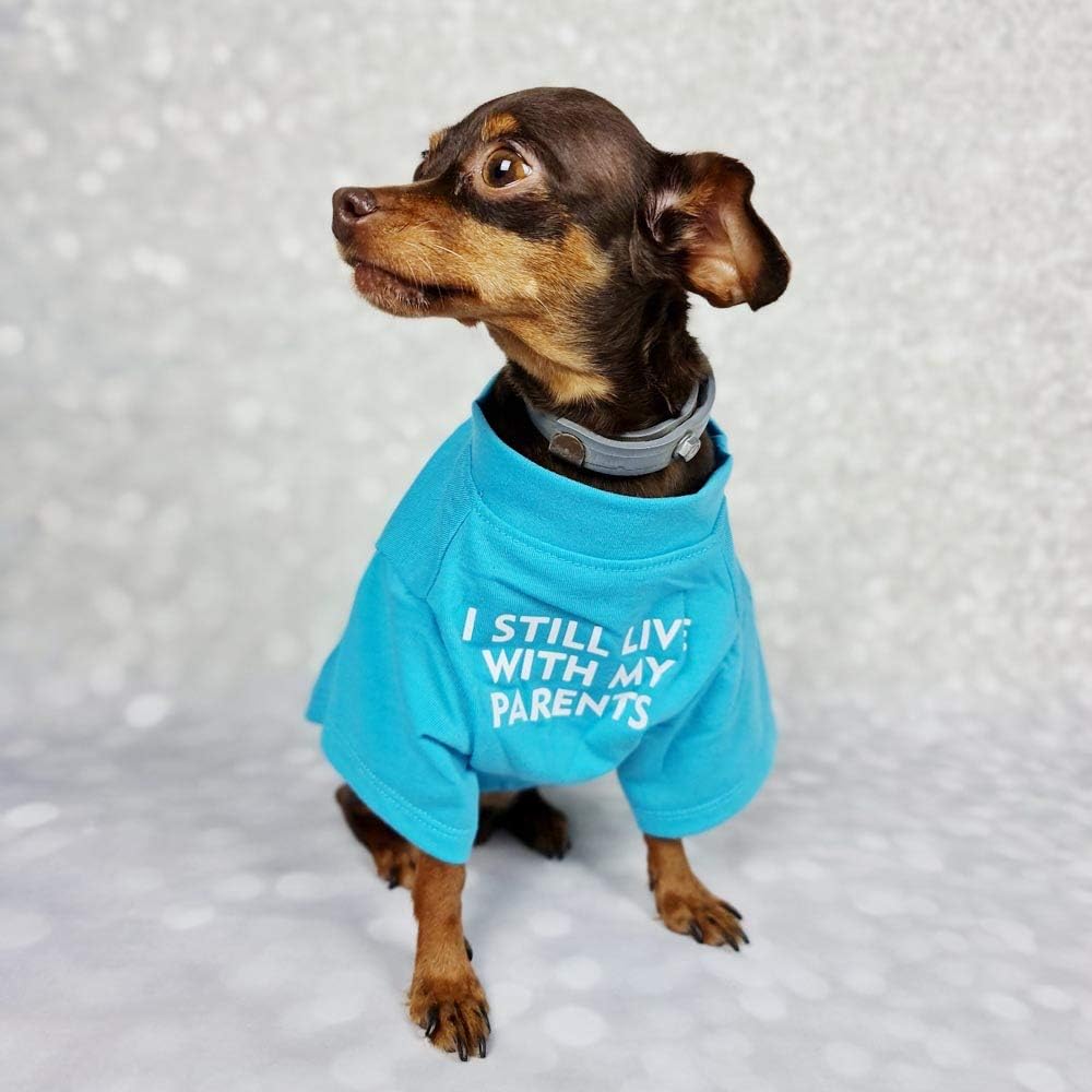 Camisa para perro de bulldog francés para mascotas, camisetas para cachorros, camiseta de gato, transpirable, elástica, disfraces, talla M