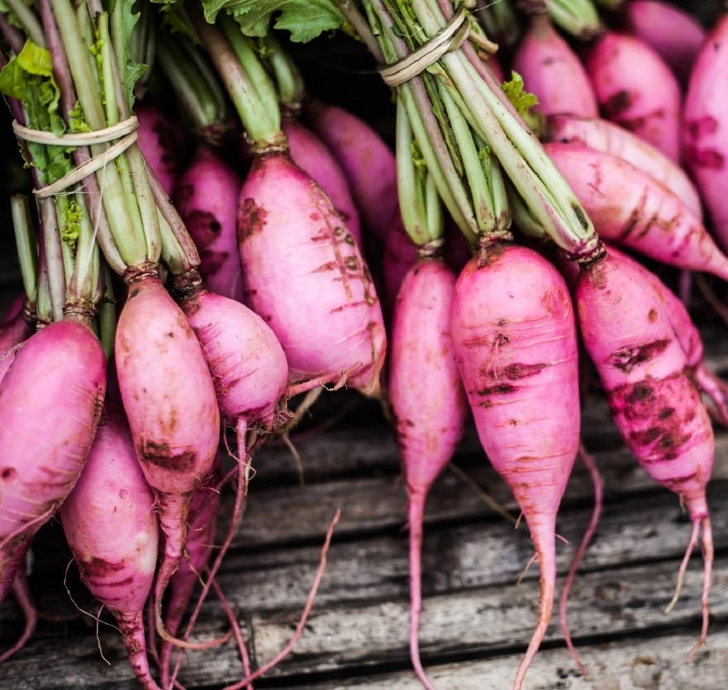 Semillas de rábano para plantar  Semillas de vegetales tradicionales sin OMG  Paquetes completos de instrucciones para plantar en tu jardín al aire