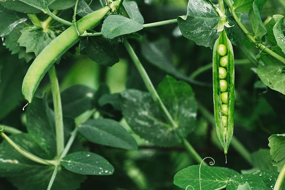 Lincoln Garden – Semillas de guisantes para plantar, más de 50 semillas tradicionales por paquete, semillas de jardín de Isla (semillas de jardín de