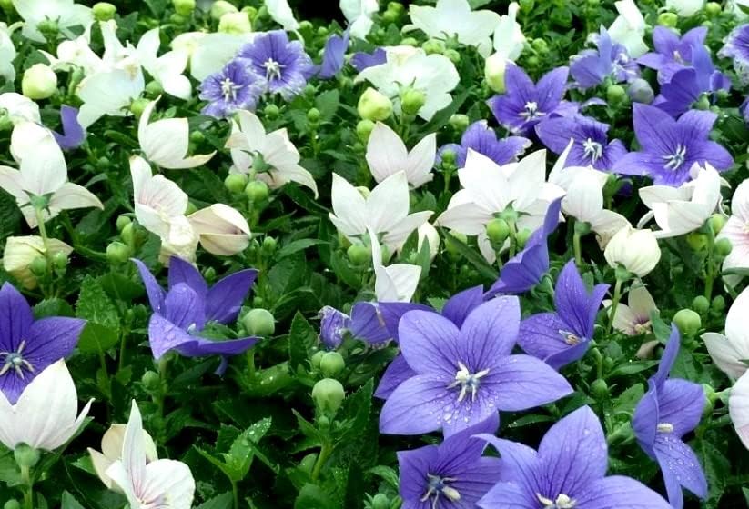 Mezcla de semillas de flores de globo blanco y azul campanilla japonesa 100 semillas para plantar