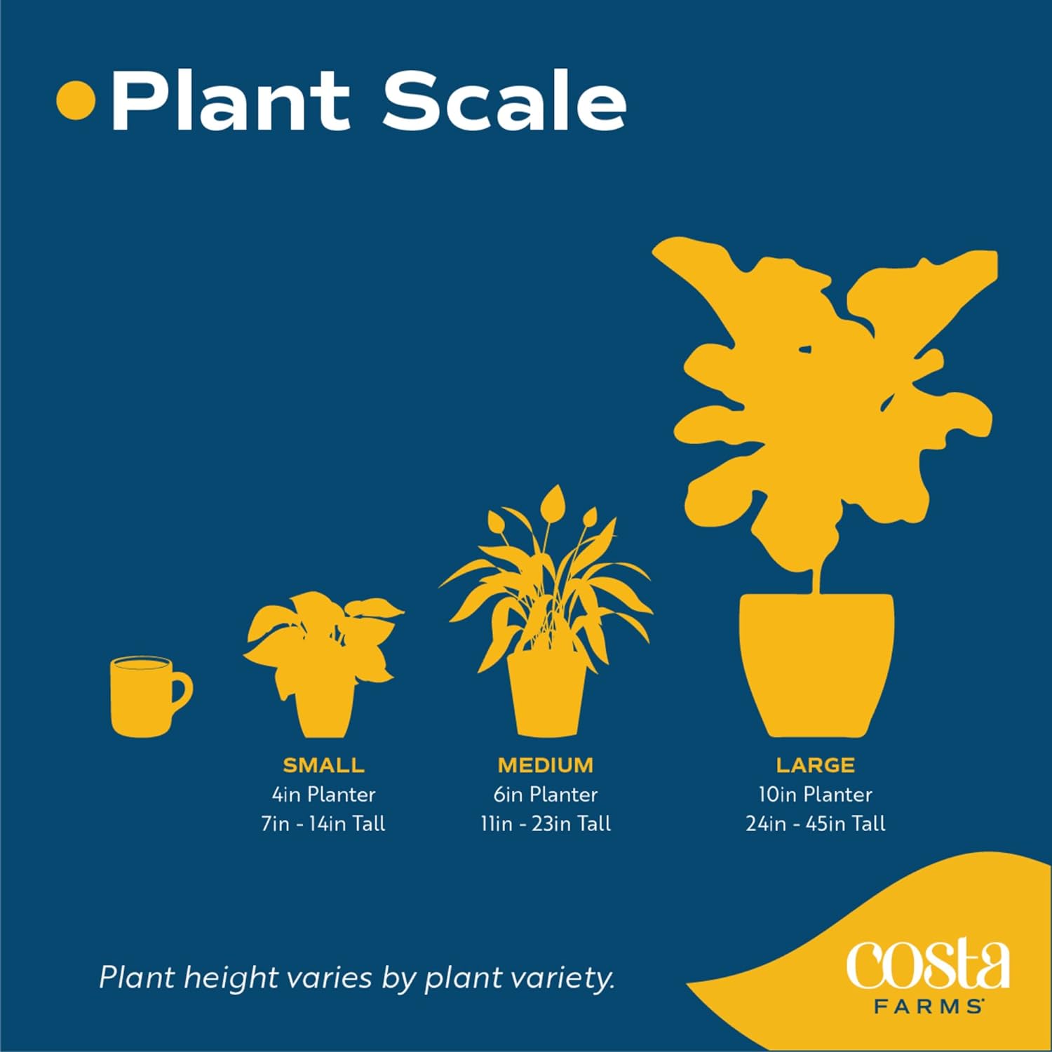 Costa Farms Planta de aloe vera, suculenta viva, planta de interior de fácil cuidado en maceta de cultivo, purificador de aire de habitación, mesa,