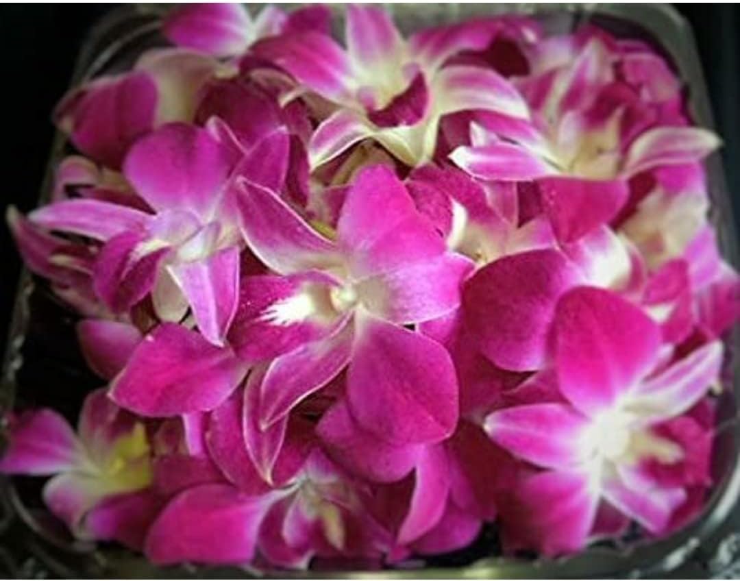 Orquídeas Dendrobium Moradas Frescas 100 ct. Flores Individuales.