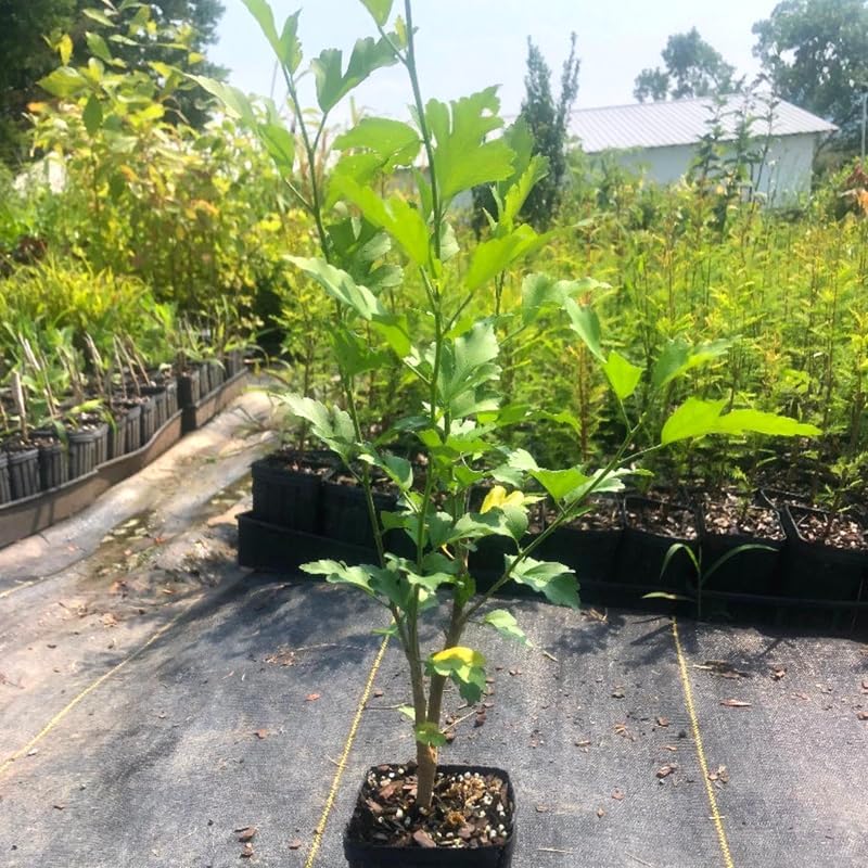 1 rosa rosa de Sharon plantas vivas para plantar, plantas de flores de hibisco Althea, plantas de hibisco siriaco viven en un recipiente de cuarto