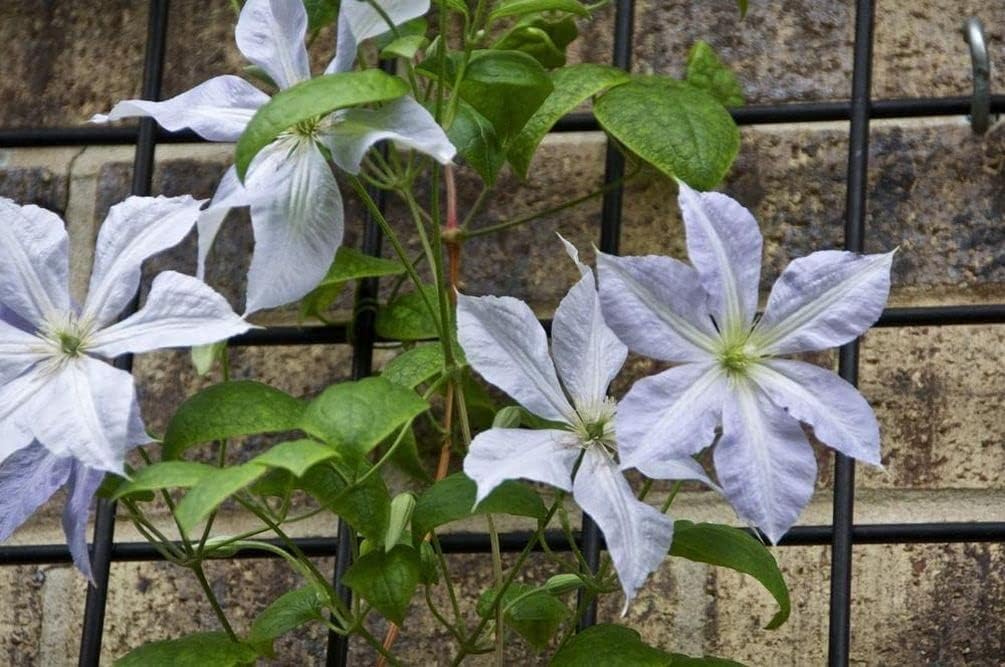 20 piezas de semillas mixtas de clemátide de flores de vid perennes