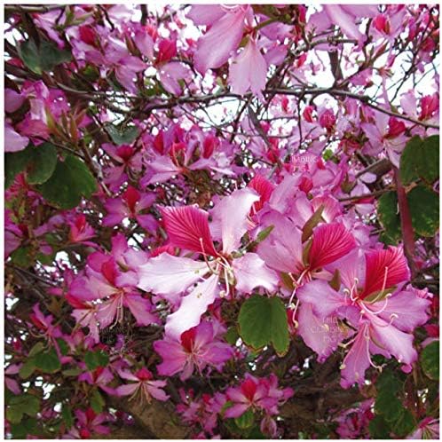 1104-Orchid, Pink Tree (Bauhinia monandra ) Semillas de Robsrareandgiantseeds UPC0764425786962 Sin OMG, orgánico, cultivador estadounidense, Bonsai,