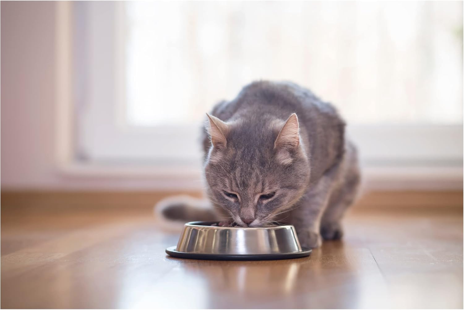 Fancy Feast – Comida húmeda para gatos, 5 sabores, 10 bandejas (2) cada atún tongal, atún listado, salmón, pez de mar, pollo y atún en hojuelas.