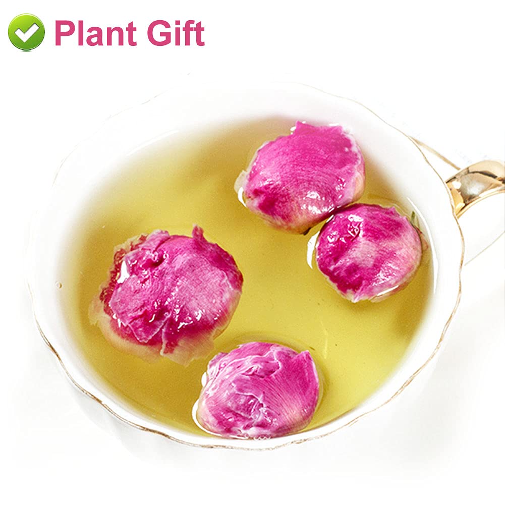 PlantGift – Bola de peonía fragante de 1.76 onzas, 1.76 onzas, Paeonia lactiflora, flores de peonía secas naturales para suministros de fabricación