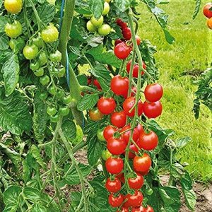 Tomate, semillas de tomate cherry grandes dulces, reliquia, 50 semillas, sabroso, ideal para ensaladas Tomate, semillas de tomate cherry grandes dulces, reliquia, 50 semillas, sabroso, ideal para ensaladas