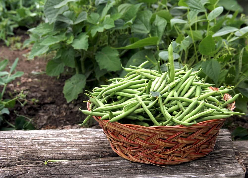 Contender – Semillas de frijol de arbusto para plantar, más de 50 semillas tradicionales por paquete, semillas de jardín de Isla (semillas de jardín