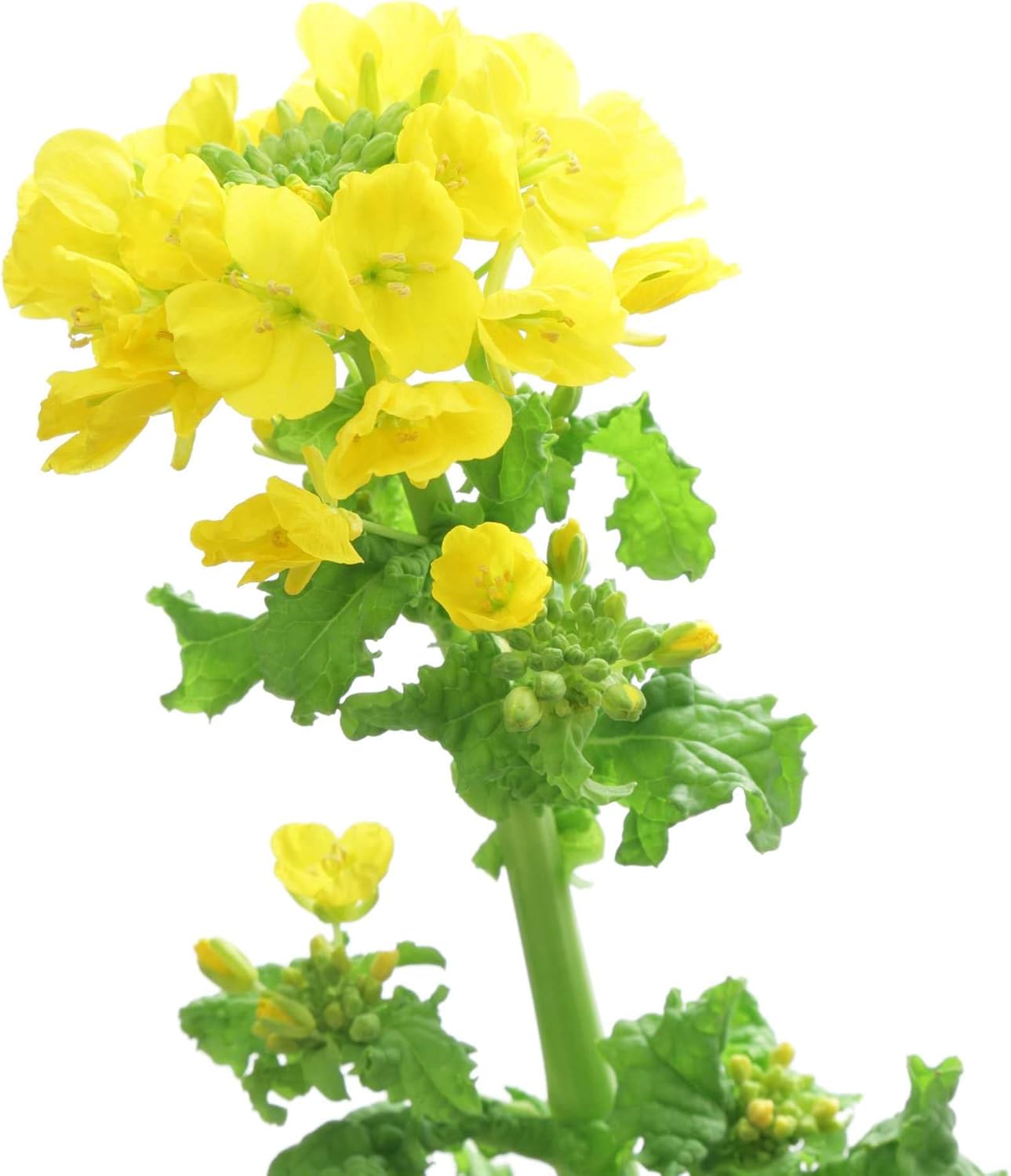 Outsidepride 5 lb. Brassica Trophy Semilla de colza de forraje para parcelas de alimentos y cultivos de cobertura