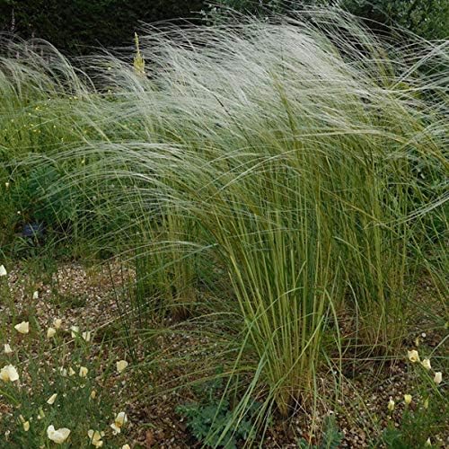 Outsidepride – 10semillas de la hierba ornamental perenne esparto barbado (Stipa barbata) para sembrar