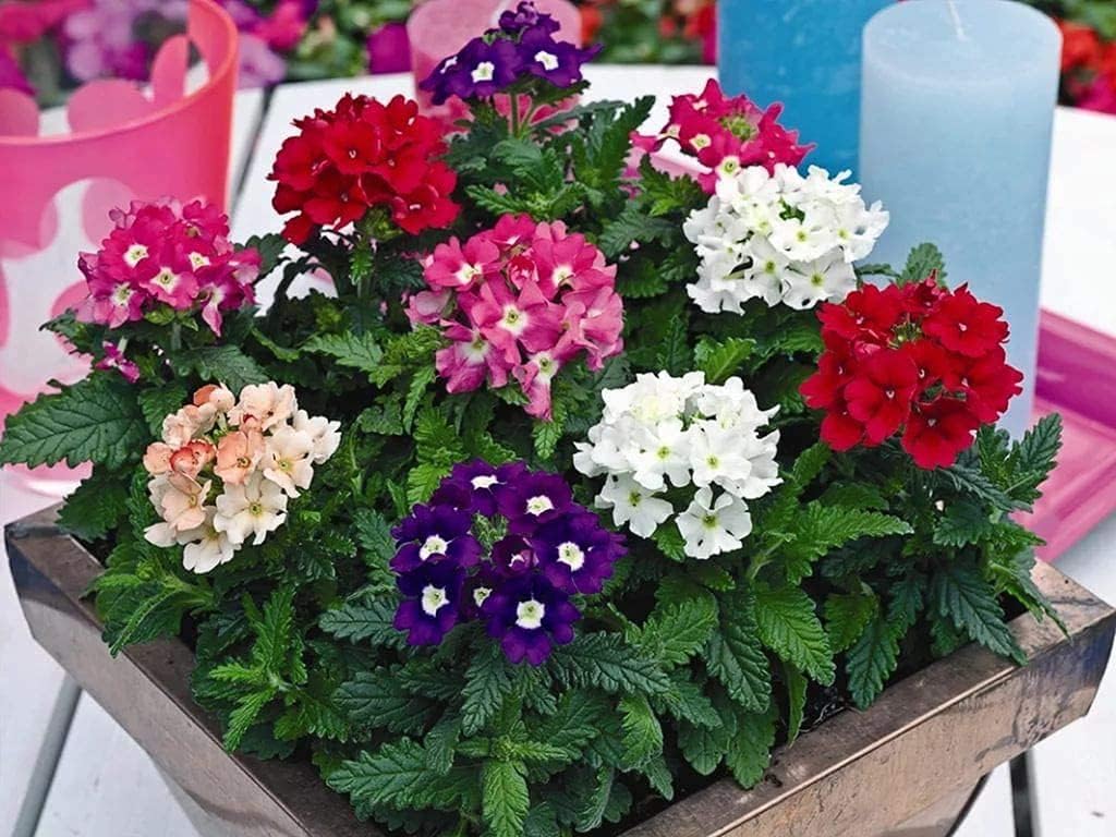 100pcs Semillas Verbena Drawf Mix Flor Anual Jardín Flores para Plantar No GMO
