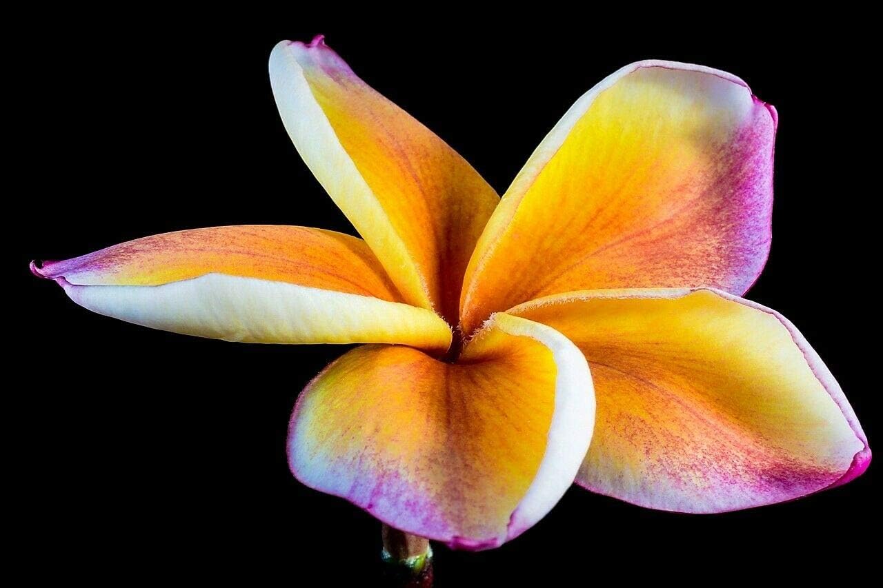 Semillas de Plumeria de Colores Mixtos – Flor Lei Frangipani Mix Rosa Rojo Amarillo Blanco Jocad (10 Semillas)