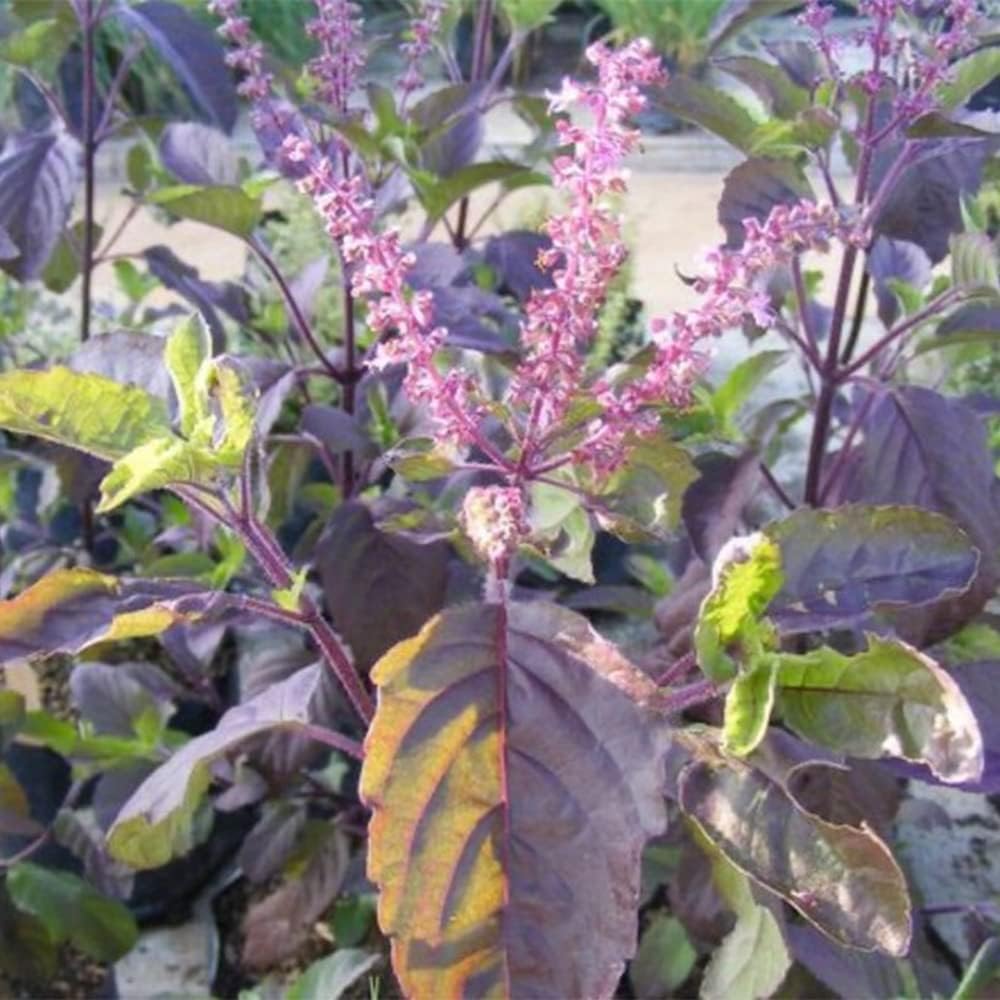 QAUZUY GARDEN 200 semillas de albahaca sagrada roja, Krishna Tulsi Tulasi, Ocimum Sanctum – Semillas de hierbas tradicionales sin OMG – Semillas