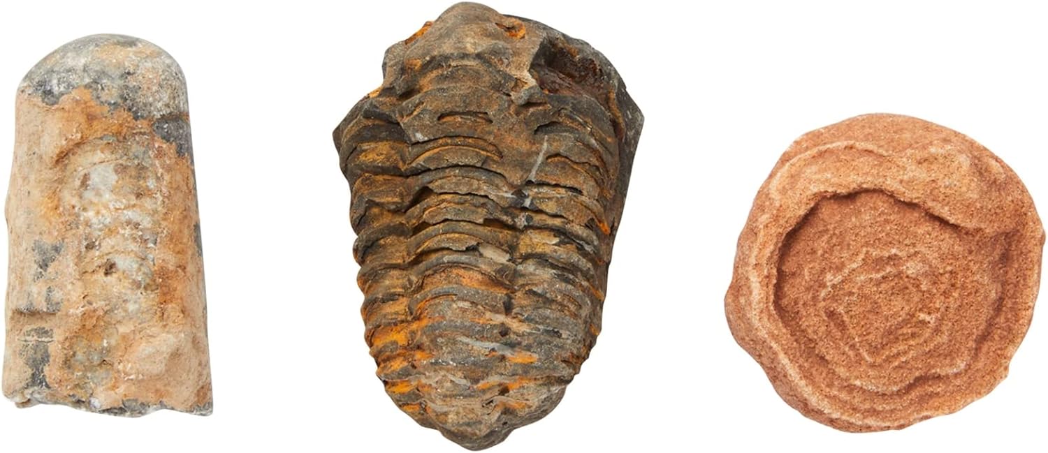 Okuna Outpost Paquete de 20 réplicas de hueso real de Marruecos, trilobite, ortodoceras, diente de tiburón, amonita