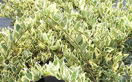 Ligustrum Japonicum Jack Frost – 40 plantas vivas – Consejos abigarrados de cobertura de privacidad de hoja perenne