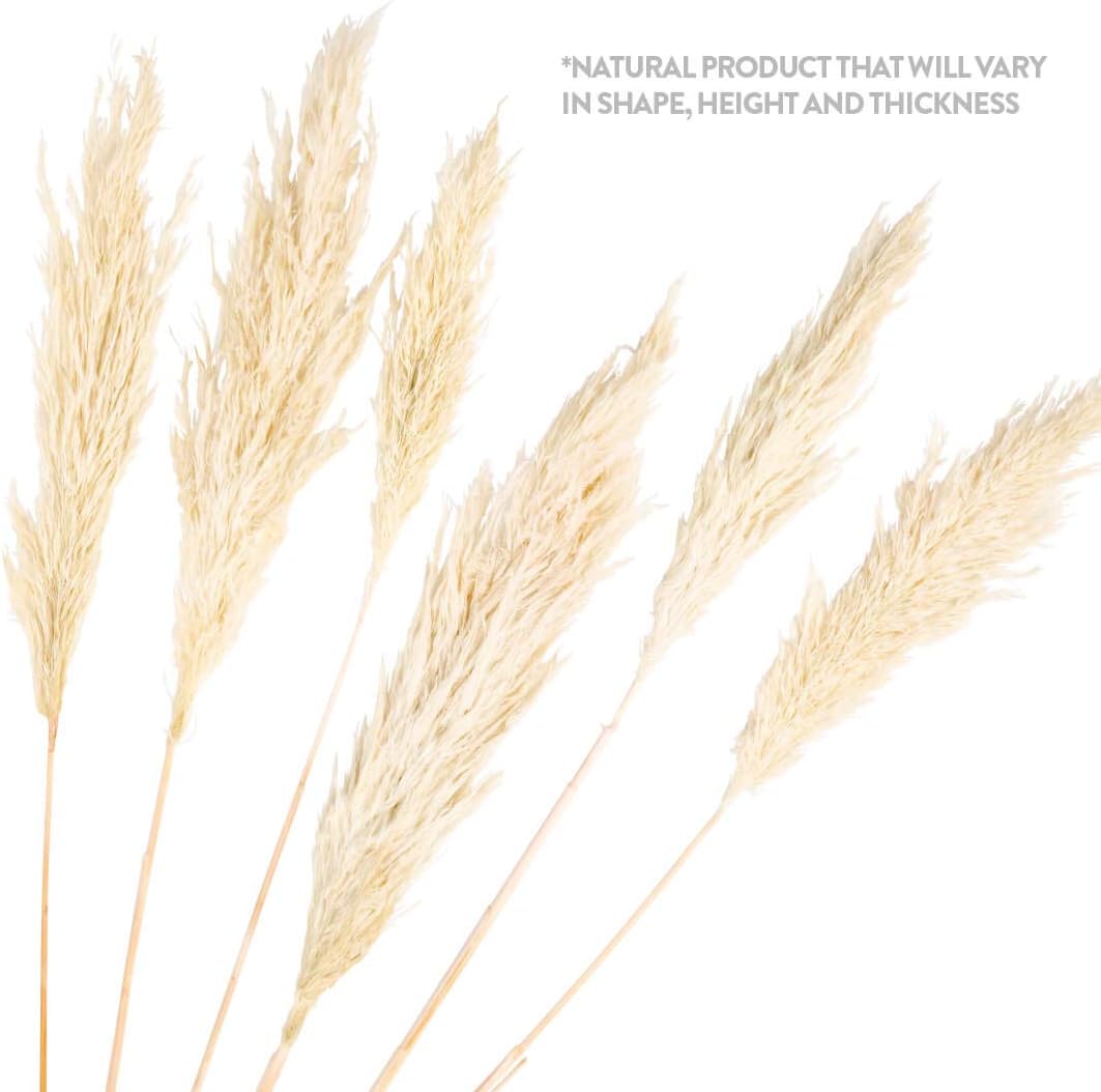 Koyal Wholesale Plumas decorativas de hierba de las pampas secas reales, 28-32 pulgadas, color blanco, a granel de 96 piezas de tallos de plantas de