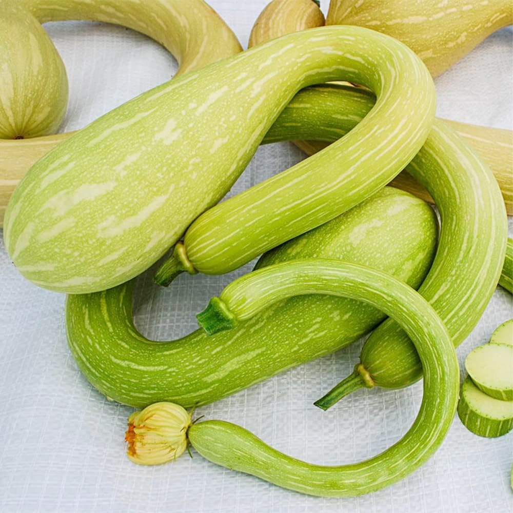 QAUZUY GARDEN Tromboncino Climbing Summer Squash (calabacín) – 45 semillas – reliquia y polinizada abierta – Deliciosas semillas de vegetales para