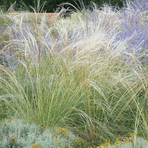 Outsidepride – 10semillas de la hierba ornamental perenne esparto barbado (Stipa barbata) para sembrar