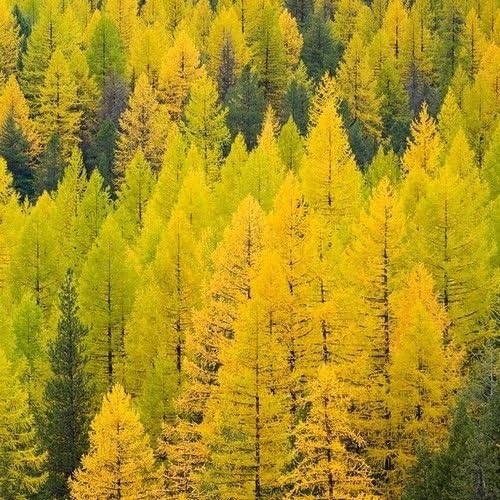 Nuevas semillas frescas de árbol de tamarack de alerce amarillo de 30 piezas Generic
