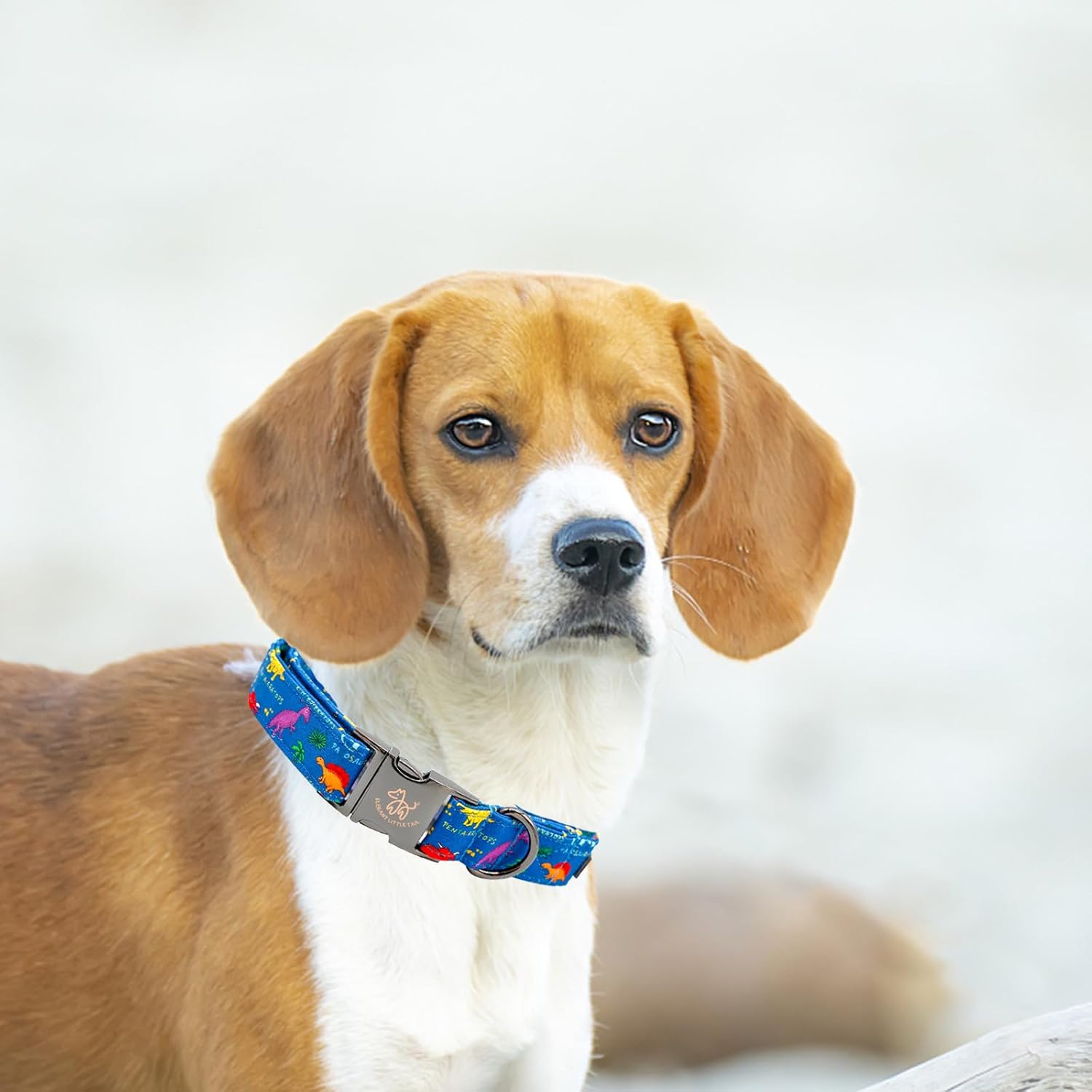 Elegant little tail – Collar ajustable para mascotas, lindo y duradero, diseño de dinosaurios en color azul, regalo para perro macho o hembra de