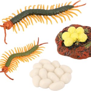 Ciclo de vida de 4 etapas de A, figura de juguete de plástico – Ciclo de vida de 4 etapas de A, figura de juguete de plástico –