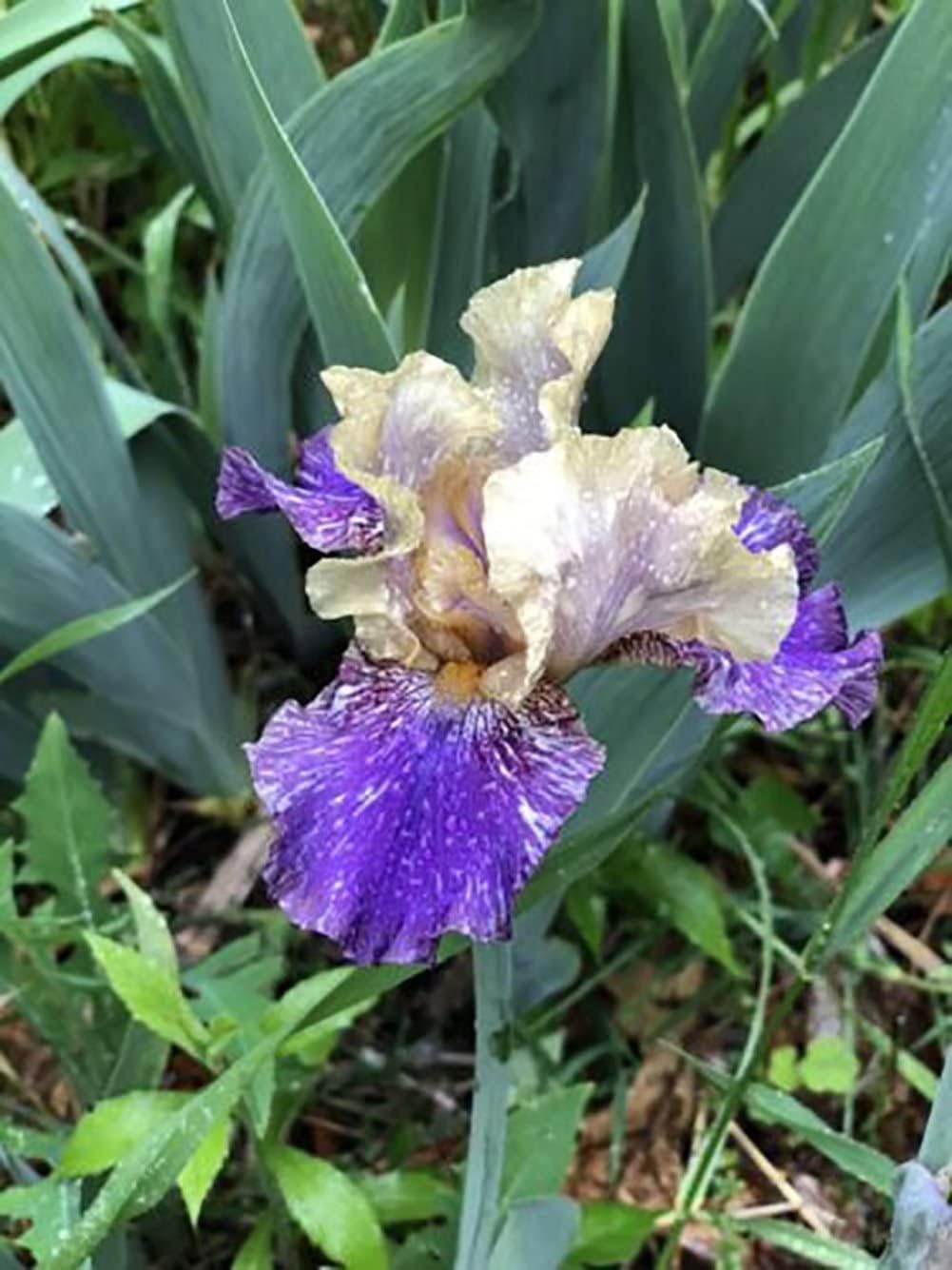 Bulbos de iris barbudos moteados amarillo púrpuraraícestubérculo rizoma cantidad planta fragante perenne Bonsái Home Garden (2 rizomas)