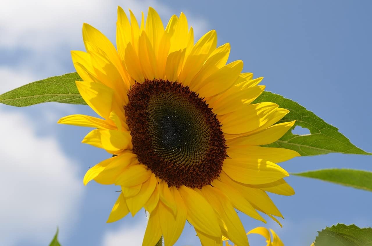 CEMEHA SEEDS – Flores anuales de titanes ornamentales gigantes de girasol amarillo para plantar